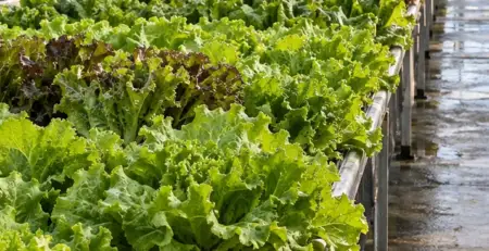 自然日光下的溫室葉菜栽培區、走道與棚架；用於說明規劃光照監測的應用情境。