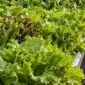 自然日光下的溫室葉菜栽培區、走道與棚架；用於說明規劃光照監測的應用情境。